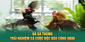 Đá Gà Thomo QQ88 – Kịch Tính Từng Giây, Thắng Lớn Mỗi Trận